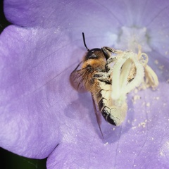 Megachile willughbiella