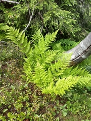 Athyrium distentifolium