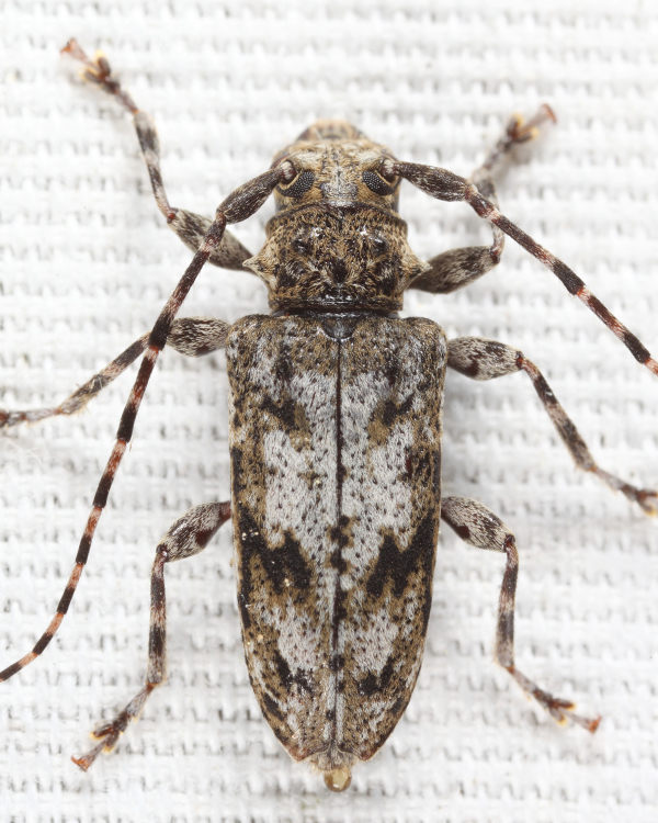 Pasalidognathus modestus　69mm 62mm Pasalidognathus modestus 69mm 62mm Psalidognathus modestus Fries, 1833