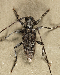 Eutrichillus biguttatus