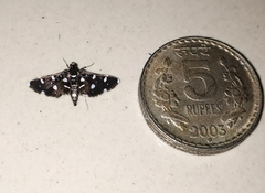 Bocchoris inspersalis