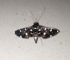 Bocchoris inspersalis