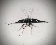 Bocchoris inspersalis