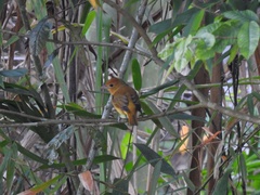 Pachyramphus rufus