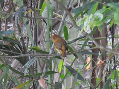 Pachyramphus rufus