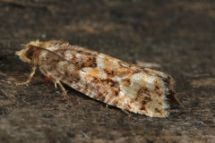 Eucopina
