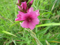 Sidalcea hendersonii
