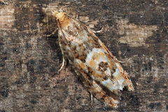 Eucopina