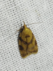 Sparganothis pilleriana