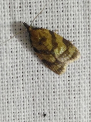 Sparganothis pilleriana