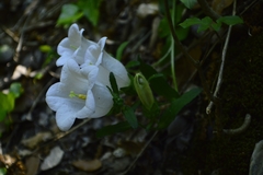 Campanula medium