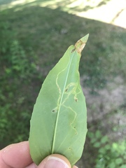 Phytomyza penstemonis