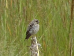 Crithagra atrogularis