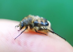 Lasiotrichius succinctus