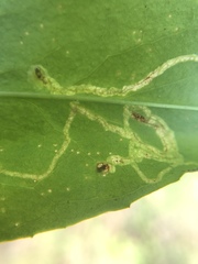 Phytomyza penstemonis