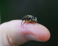 Lasiotrichius succinctus