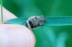 Lasiotrichius succinctus