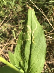 Phytomyza penstemonis