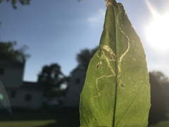 Phytomyza penstemonis