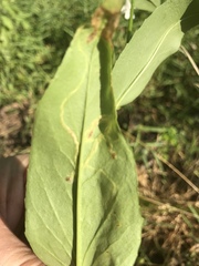 Phytomyza penstemonis