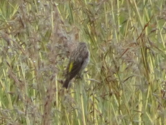 Crithagra atrogularis