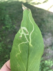 Phytomyza penstemonis