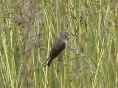 Crithagra atrogularis