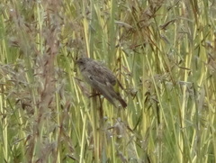 Crithagra atrogularis