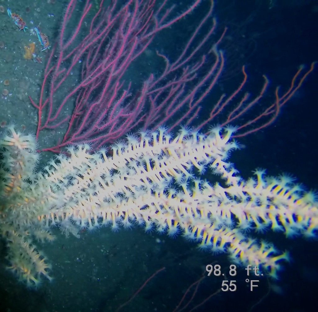 luminescent parazoanthid