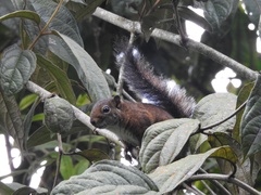 Sciurus pucheranii