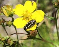 Acmaeodera connexa