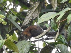 Sciurus pucheranii