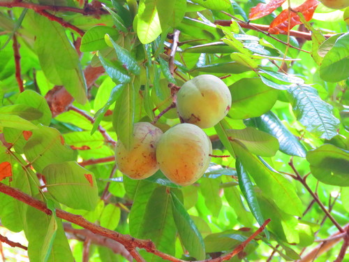 Andira galeottiana