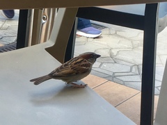 Passer domesticus