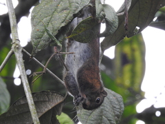 Sciurus pucheranii