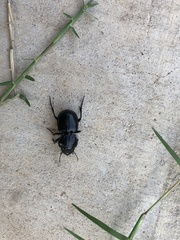 Pasimachus elongatus