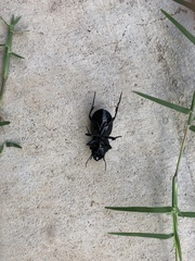 Pasimachus elongatus