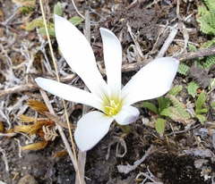 Zephyranthes andina