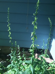 Campanula rapunculoides