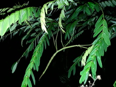Cladoxerus cryphaleus