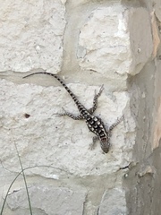 Sceloporus olivaceus