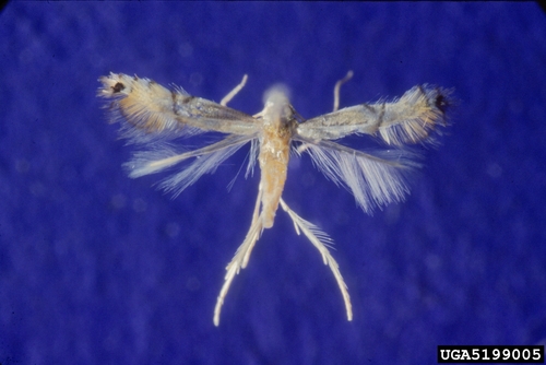 Citrus Leafminer