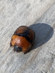 Bolbocerosoma bruneri