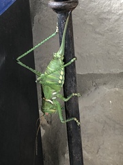 Neobarrettia spinosa