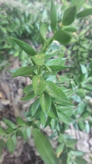 Ruscus hyrcanus