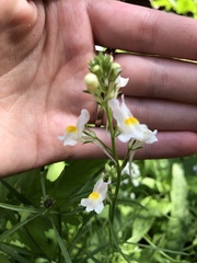 Linaria repens