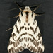 Black-and-white Tiger Moth - Photo (c) Nuytsia@Tas, some rights reserved (CC BY-NC-SA)
