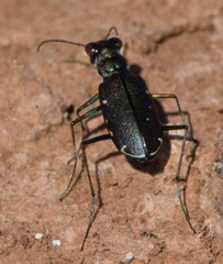 Cicindela punctulata punctulata