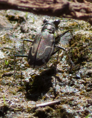 Cicindela tenuisignata