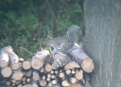 Sciurus carolinensis